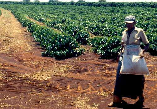 Nueva era para el café en PR