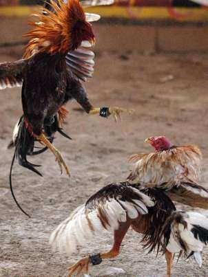 A ‘meter mano’ Miguel Laureano