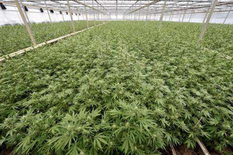 Enorme plantación de marihuana
