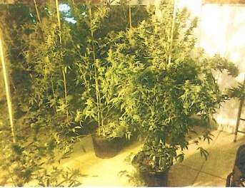 Coinciden arresto Piculín y memo federal antimarihuana