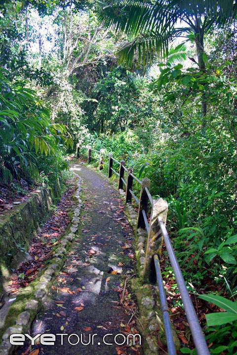 Rescatan familia perdida en El Yunque