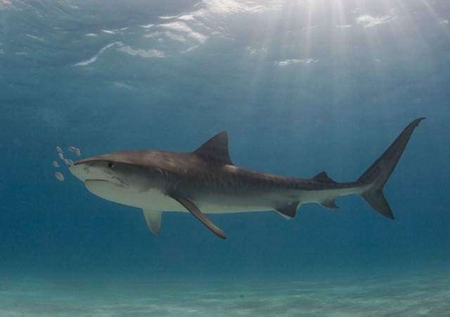 Dos ataques de tiburón en Rusia