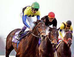 Orejitas hípicas… mojadas