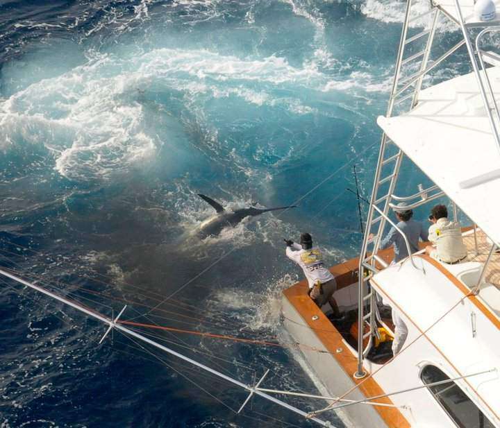 Arranca el Torneo Internacional de Pesca Aguja Azul (vídeo)