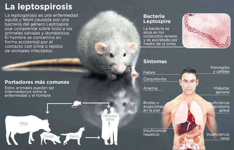 Incidencia habitual de leptospirosis