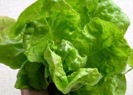 Alerta por salmonella en lechuga contaminada