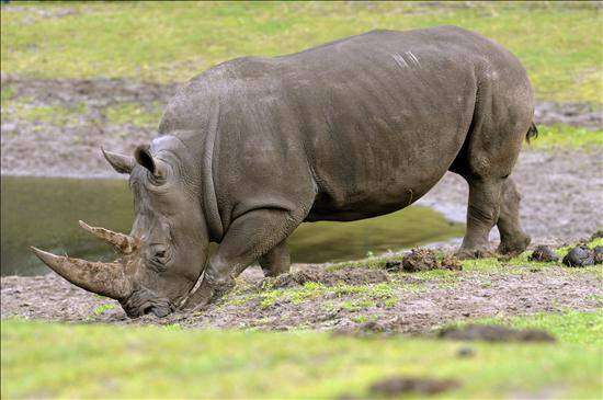 Se extingue un tipo de rinoceronte
