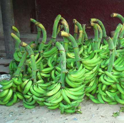 Robo de plátanos le cuesta los hijos a matrimonio