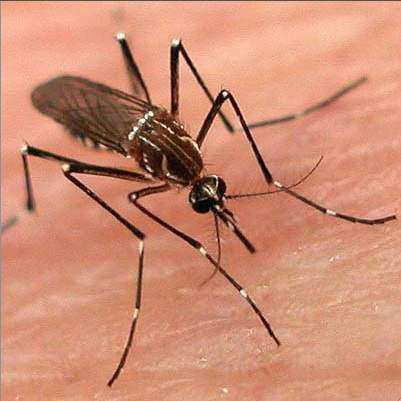 Dos muertes por dengue esta temporada