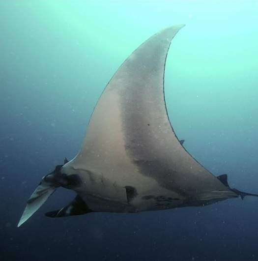 Concentración de mantarrayas gigantes en Ecuador
