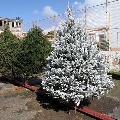 Mala racha en venta de árboles navideños