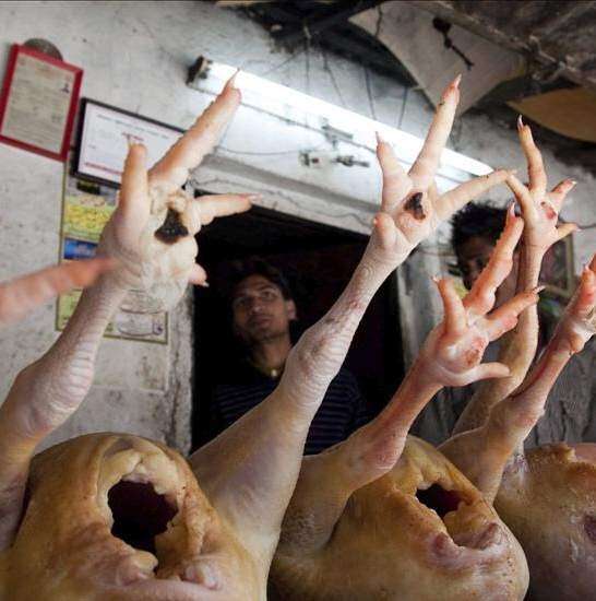 Sacrifican miles de pollos por gripe aviar