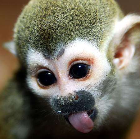 Mono ardilla causa sensación en Twitter