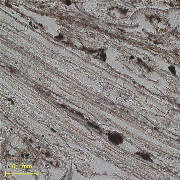 Los humanos ya fabricaban ‘colchones’ hace 77,000 años