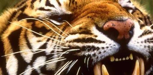 Los tigres tienen guardia de seguridad en la India