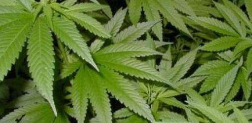 Incautan 100 matas de marihuana en Caguas