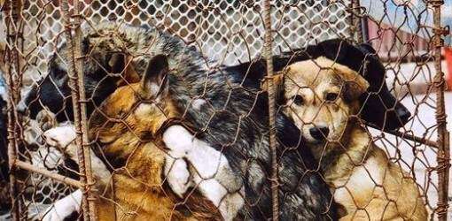 Aumenta la demanda de perros para comer en Vietnam