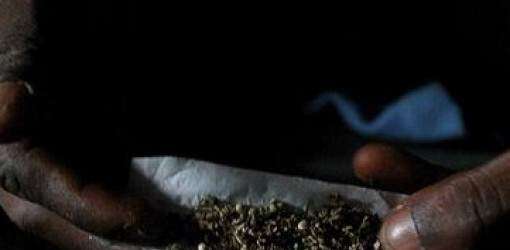 Clorofila en el Bronx: Incautan $8 millones en marihuana