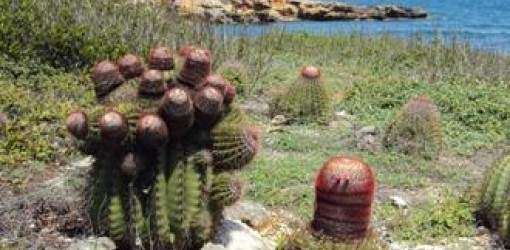 Detienen concesión Bosque Seco de Guánica