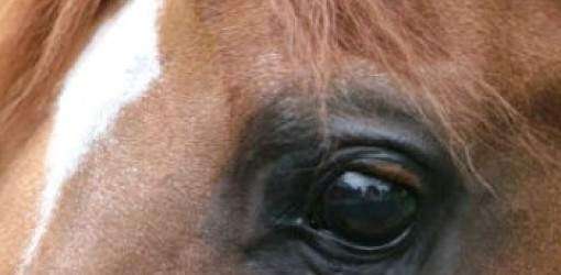 Querella por maltrato a caballos (vídeo)