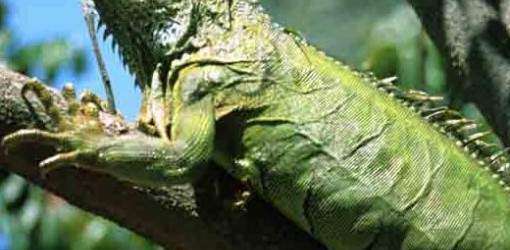 Fortuño evalúa exportar iguanas