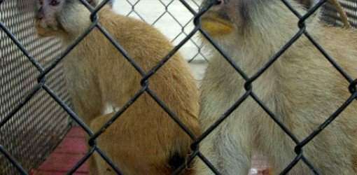 Investigador demanda por acceso a centro primates