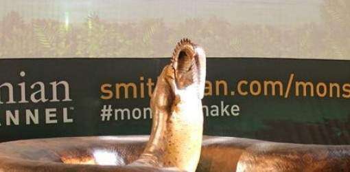 En el Smithsonian la serpiente más grande