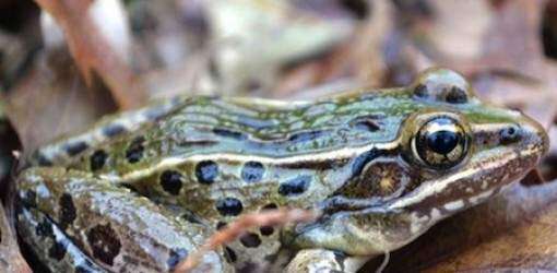 Descubren extraña especie de rana en Nueva York