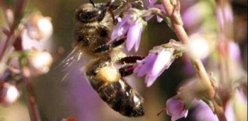 Abejas están desapareciendo porque se desorientan