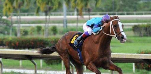 Orejitas hípicas para el viernes