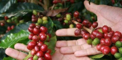 Sec. del Trabajo pide respaldo para industria del café