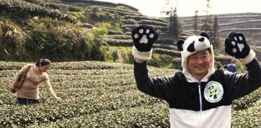 Cultivan té con excrementos de panda