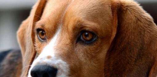 Cargos contra joven que acuchilló perro