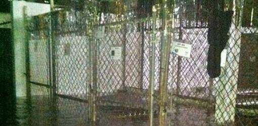 Recaudan donaciones para albergue animales inundado