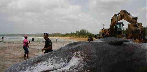 Niega Santini que haya pedido la ballena de Luquillo