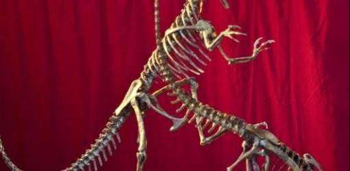 Descubren nueva especie de dinosaurio carnívoro en Argentina