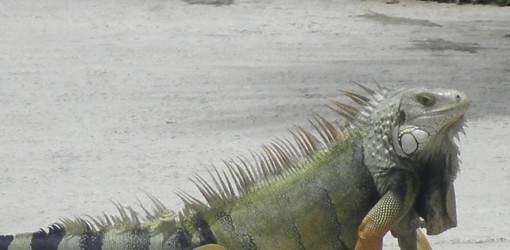 A exportar iguanas boricuas para su consumo