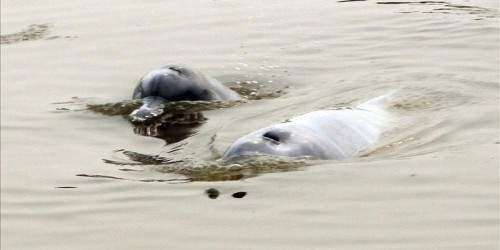 Promulgan ley para proteger una rara especie de delfines