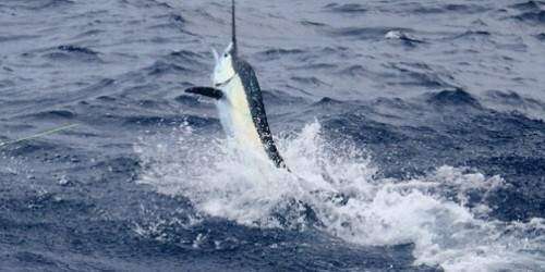 Club de Santo Domingo gana el Internacional de Pesca