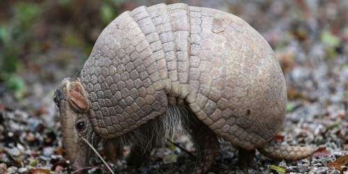 La mascota del Mundial de Brasil 2014 se llamará ‘Fuleco’