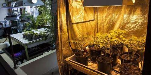 Prohíben venta de marihuana sintética y sales de baño