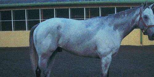 Clásico del Caribe: Comediante será uno de los favoritos