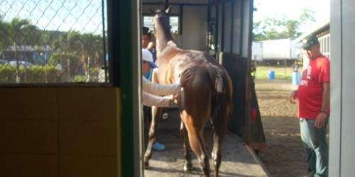 Fuera de la Serie Hípica venezolana Little Daylin