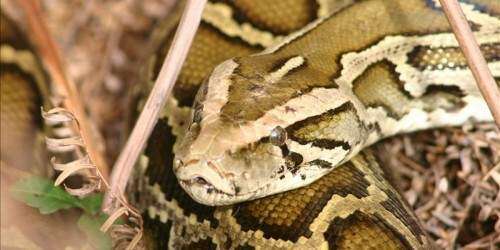 Matarán serpientes en un concurso