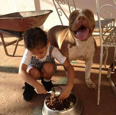 Lula: una perra Pitbull que brinda terapia a un niño autista (galería)