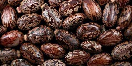 Arrestan a un nuevo sospechoso de enviar cartas con ricina