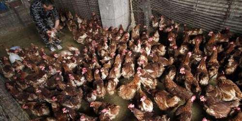 Seis muertos y 13 ingresados por H7N9 en China