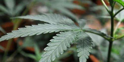 Colorado, primer estado en regular la marihuana para uso recreativo