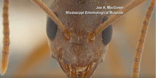 Se propagan hormigas que comen los cables de tus ‘gadgets’