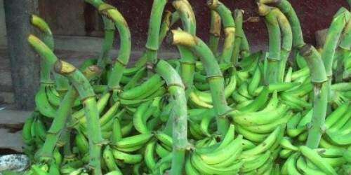 En la cárcel sujeto por robar plátanos